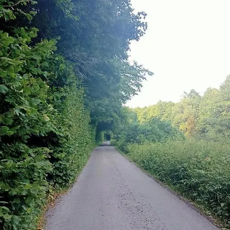 Sykorka *