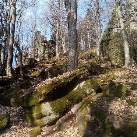 Sykorka