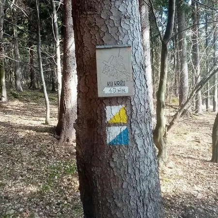 Sykorka